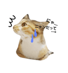 ゆる猫るるニャン（個別スタンプ：3）