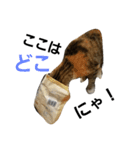ゆる猫るるニャン（個別スタンプ：6）