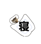ゆる猫るるニャン（個別スタンプ：7）