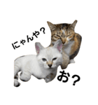 ゆる猫るるニャン（個別スタンプ：8）