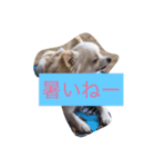 うちの子ワンちゃん（個別スタンプ：7）