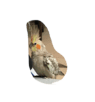 ハルとはっぴー（個別スタンプ：3）