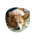 ヘソ天コーギーズvol.2（個別スタンプ：5）