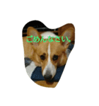 ヘソ天コーギーズvol.2（個別スタンプ：6）