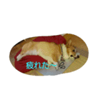 ヘソ天コーギーズvol.2（個別スタンプ：7）