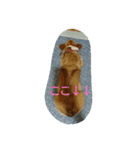ヘソ天コーギーズvol.2（個別スタンプ：9）