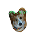 ヘソ天コーギーズvol.2（個別スタンプ：11）