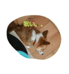 ヘソ天コーギーズvol.2（個別スタンプ：13）