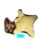 DOG   DOG（個別スタンプ：2）