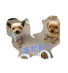 DOG   DOG（個別スタンプ：4）