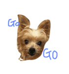 DOG   DOG（個別スタンプ：6）