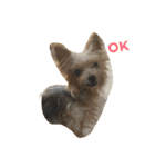 DOG   DOG（個別スタンプ：7）