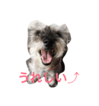 ミニ-シュナ（個別スタンプ：8）