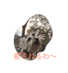 ミニ-シュナ（個別スタンプ：9）