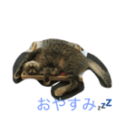 ニャンフレンズ（個別スタンプ：1）