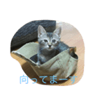 ニャンフレンズ（個別スタンプ：7）
