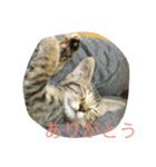 ニャンフレンズ（個別スタンプ：8）