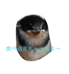 つばめたん（個別スタンプ：3）