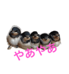 つばめたん（個別スタンプ：6）