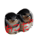 つばめたん（個別スタンプ：7）