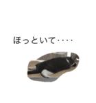 pocha neko（個別スタンプ：1）