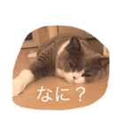 pocha neko（個別スタンプ：2）