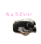 pocha neko（個別スタンプ：3）