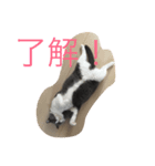 pocha neko（個別スタンプ：4）