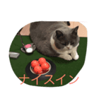 pocha neko（個別スタンプ：5）