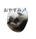 pocha neko（個別スタンプ：6）