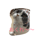 pocha neko（個別スタンプ：7）