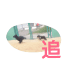 西瓜丸02（個別スタンプ：5）