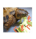 slowly Russian tortoise（個別スタンプ：1）