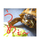 slowly Russian tortoise（個別スタンプ：2）