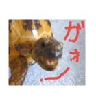 slowly Russian tortoise（個別スタンプ：3）