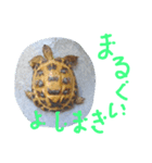 slowly Russian tortoise（個別スタンプ：4）