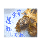 slowly Russian tortoise（個別スタンプ：6）