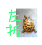 slowly Russian tortoise（個別スタンプ：7）