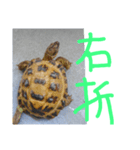 slowly Russian tortoise（個別スタンプ：8）