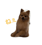 茶々丸スタンプですyo（個別スタンプ：3）