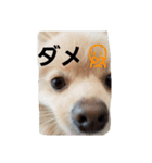 茶々丸スタンプですyo（個別スタンプ：4）