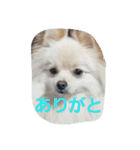 茶々丸スタンプですyo（個別スタンプ：5）