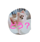 茶々丸スタンプですyo（個別スタンプ：8）