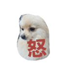 茶々丸スタンプですyo（個別スタンプ：9）