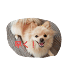 茶々丸スタンプですyo（個別スタンプ：13）