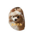 茶々丸スタンプですyo（個別スタンプ：16）