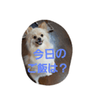 茶々丸スタンプですyo（個別スタンプ：17）