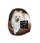 茶々丸スタンプですyo（個別スタンプ：19）