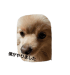 茶々丸スタンプですyo（個別スタンプ：21）