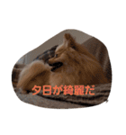 茶々丸スタンプですyo（個別スタンプ：23）